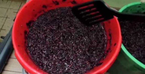 Рецепт вина из винограда изабелла