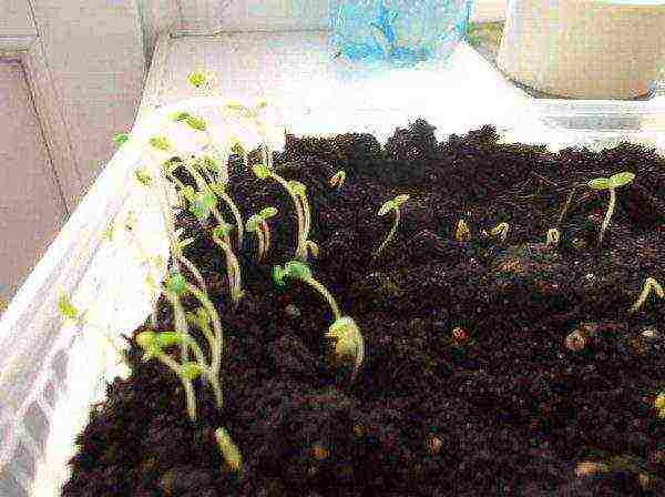 как выращивать фуксию из семян в домашних условиях