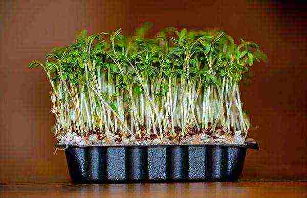 как выращивать листья салата в домашних условиях