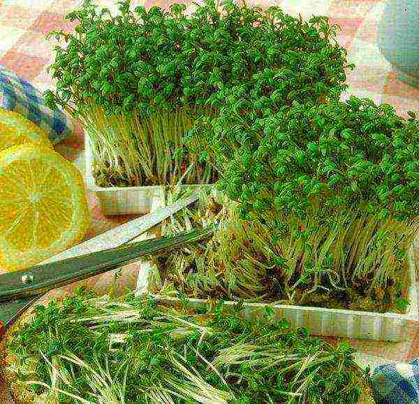 как выращивать листья салата в домашних условиях