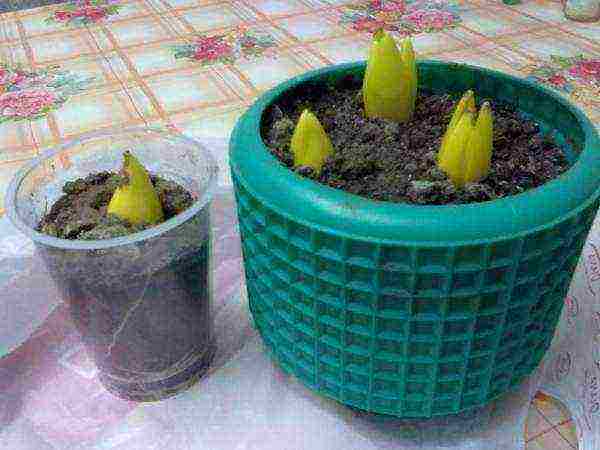 как выращивать луковицы тюльпанов в домашних условиях
