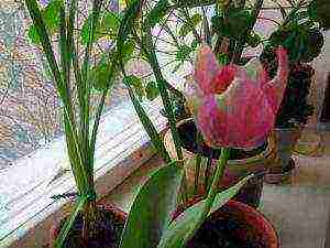 как выращивать луковицы тюльпанов в домашних условиях