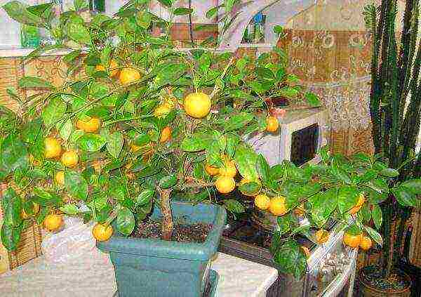 как выращивать мандариновое дерево в домашних условиях