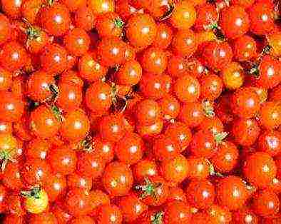 как выращивать помидоры черри зимой в домашних условиях