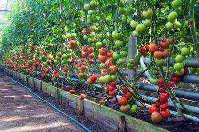 как выращивать помидоры в теплицах из поликарбоната