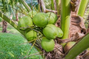 как растет кокос на пальме