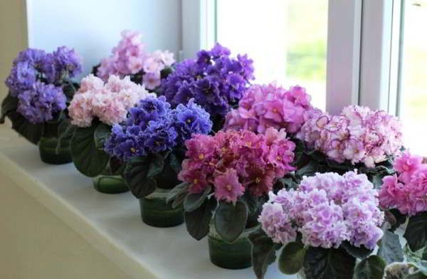 цветущие комнатные растения фото и названия