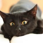 К чему снятся котята: родившиеся на ваших глазах, маленькие, слепые котята? Основное толкование — к чему снится много котят