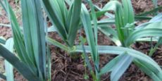 выращивание лука-порея из семян