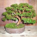 Мирт bonsai