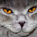 Почему у кошки гноятся глаза: возможные причины, виды выделений, диагностика и лечение. Что делать, когда у кошки гноятся глаза