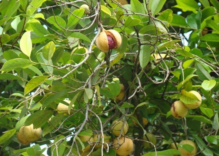 Плоды мускатного ореха напоминают абрикосы
