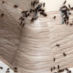 Как избавиться от жучков в крупе. Эффективные и безопасные методы борьбы с насекомыми