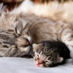 Сколько котят рожает кошка: всё о кошачьей беременности от А до Я. Ваша кошка «в положении» — сколько может родить молодая кошка