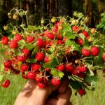 Лесная клубника: полезные свойства ягоды для человека. Где используется лесная клубника, полезные свойства плодов в косметологии