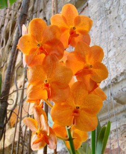 orhideivdome3