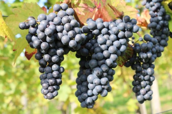 Вид черного винограда изабелла