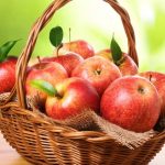 Яблоки: польза и вред, калорийность. Печеные яблоки и сушеные яблоки: полезные свойства, показания и противопоказания
