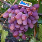 Виноград «Сенсация»: описание сорта, его особенности и характеристика. Агротехника выращивания сорта «Сенсация»: посадка винограда и уход за лозой
