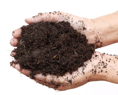 Почва для спатифиллумов должна быть рыхлой и воздухопроницаемой