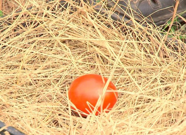 Красный помидор на хранении в ящике с соломой