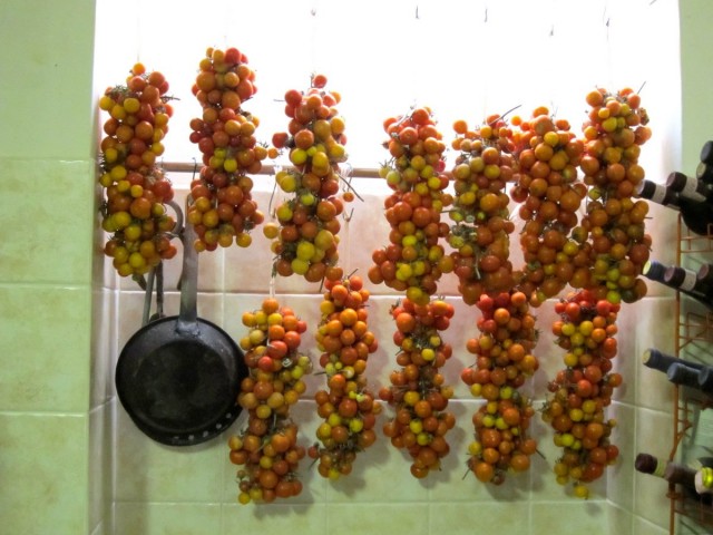 Дозревание плодов томатов на ветках в условиях городской квартиры