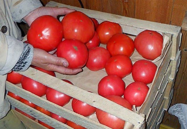 Укладка спелых помидоров в деревянные ящики для хранения