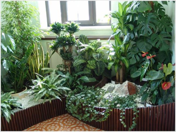 При выборе места для зимнего сада в квартире отдайте предпочтение самому освещенному