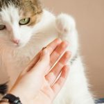 Как приучить котенка к когтеточке: видео и советы по дрессировке. Особенности поведения, как приучить котенка к когтеточке?