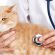 Вакцинация поможет защитить кошку от болезней? Какие прививки и когда нужны котенку, как их делают (видео)