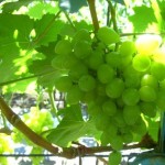 Виноград  Бажена — общая характеристика, посадка, уход за виноградником