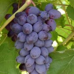 Сорт винограда Юпитер: общая характеристики, посадка, уход за виноградником