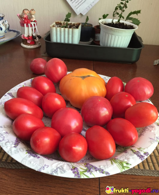 Спелые помидоры на тарелке на кухонном столе