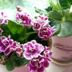 Фиалки в домашних условиях: как добиться пышного цветения? Болезни и вредители фиалок