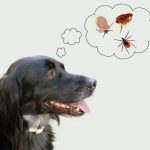 Укус собаки: первая помощь в домашних условиях. Чем опасен укус собаки и как лечить рану самостоятельно?