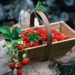 Клубника в горшках: ароматный урожай на балконе и на подоконнике. Как выращивать клубнику в горшках, чтоб цвела и плодоносила