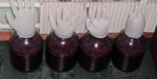 Рецепт вина из винограда изабелла