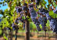 Правила выращивания винограда – выбор сорта, места, избавление от вредителей. Сорта, подходящие под разные регионы.