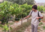 Чем опрыскать виноград после цветения и в период завязи