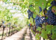 Как правильно сажать виноград: советы и практические рекомендации