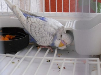 Волнистый попугайчик прячется в клетке