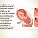 Матка и шейка матки при беременности