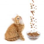 Сколько кормить кошку в день: распорядок правильного кормления. Сколько корма нужно кошке в день для здорового развития