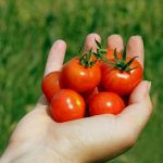 Как посадить томаты для открытого грунта: лучшие сорта, сроки посева и правила выращивания. Схема посадки томатов в грунт