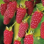 Ежемалина – что за ягода? Особенности выращивания ежемалины, сорта и их описание с фото