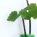 Эффективный способ размножения винограда: черенкование лозы. Как размножать виноград зелеными и одревесневшими черенками