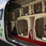 Путешествие с питомцем. Правила перевозки собак, какие документы требуются, как должна проводиться перевозка собак в самолетах