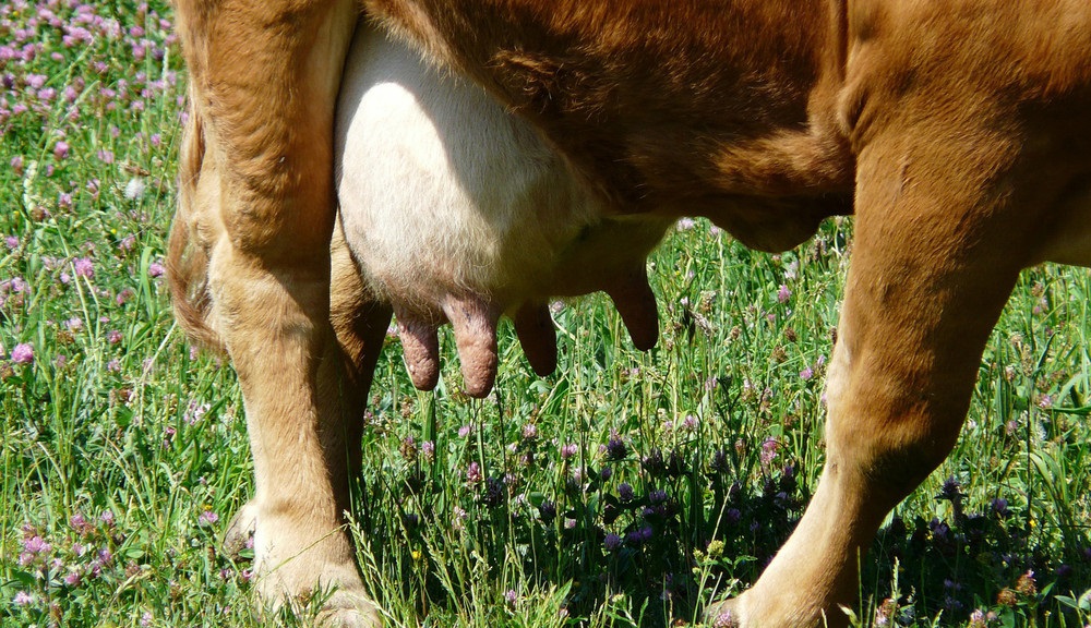 Серозный мастит у коров
