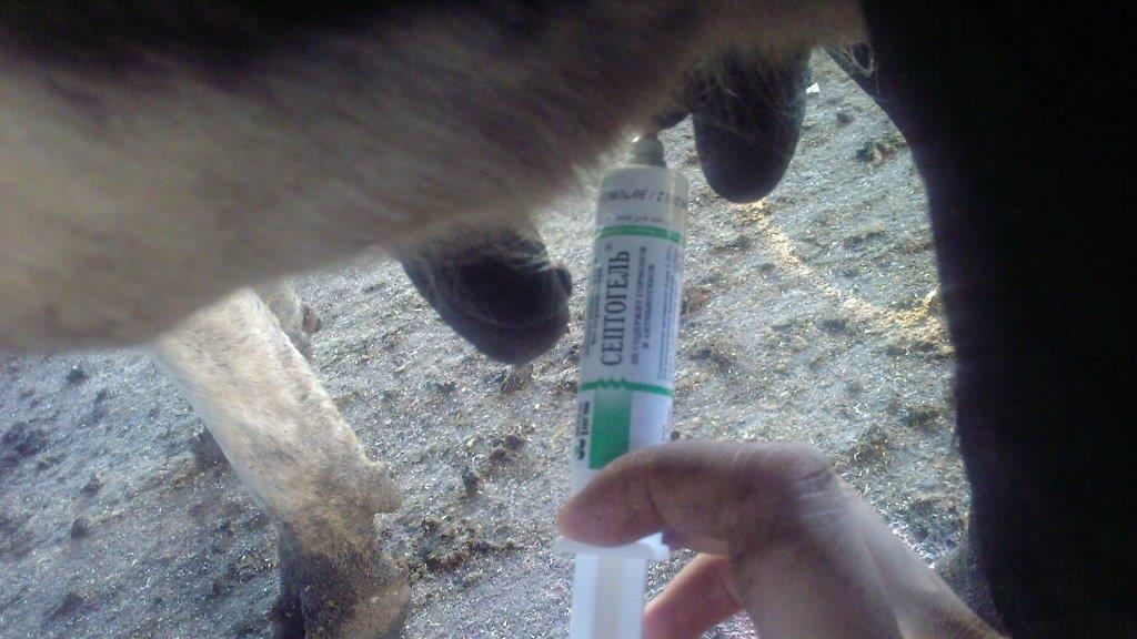Лечение серозного мастита у коров