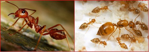 как избавиться от рыжих муравьев